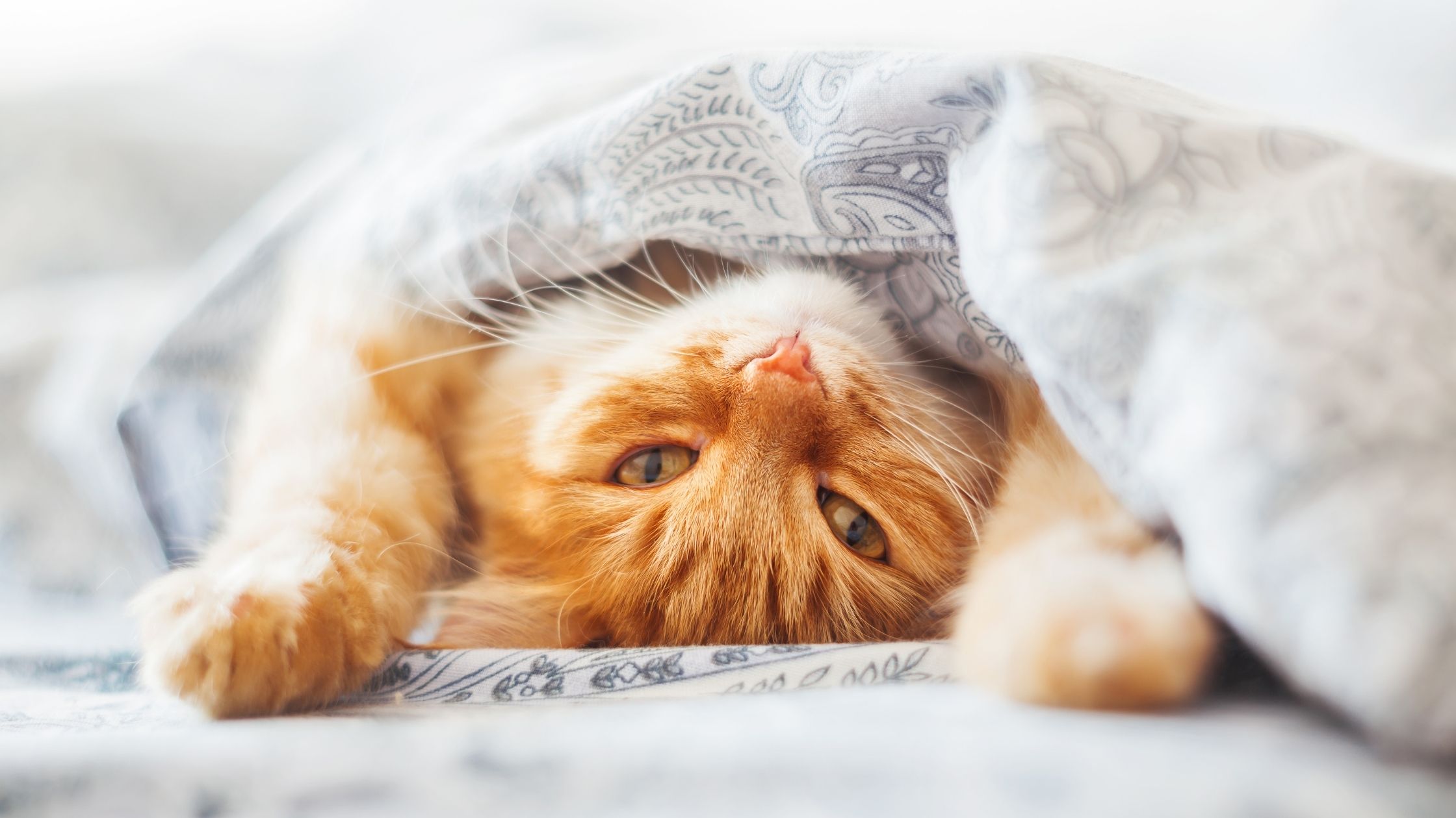 Giornata Internazionale del Gatto 2 Giornata Internazionale del Gatto