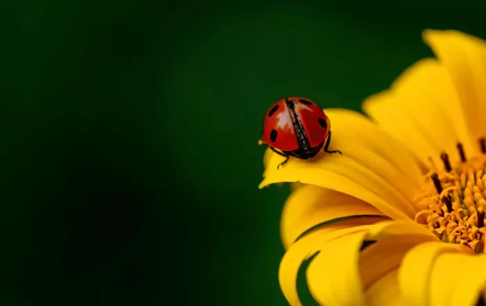 Glossario 3 7 idee di marketing primaverili