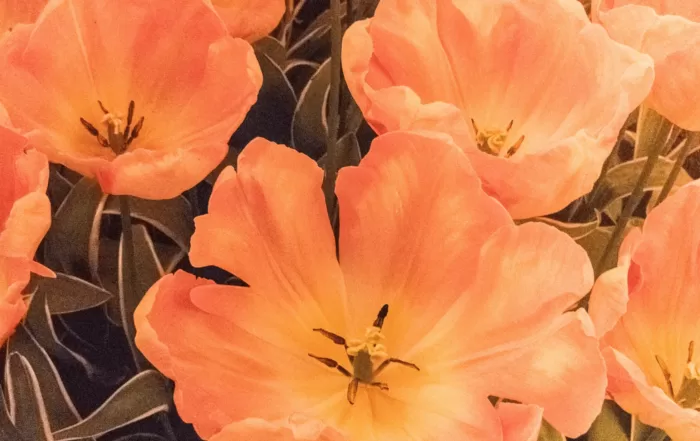 Glossario 4 8 splendide tavolozze di colori primaverili per i tuoi progetti grafici risultato